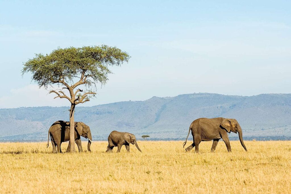 The Love Central - TLC-Tanzania-Safari-2 The Love Central -