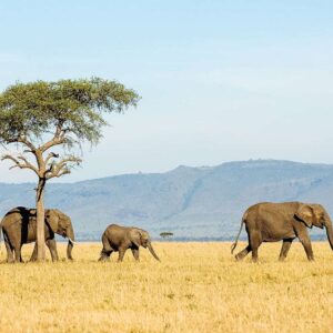 The Love Central - TLC-Tanzania-Safari-2 The Love Central -