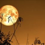 The Love Central - The Harvest Moon: From Ancient African Rituals to Diaspora Twitter Storms