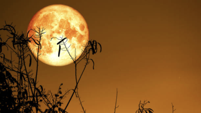 The Harvest Moon: From Ancient African Rituals to Diaspora Twitter Storms