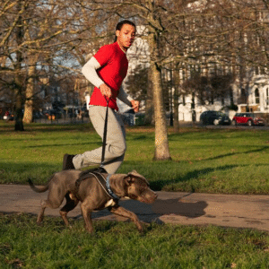 The Love Central - Dog walking