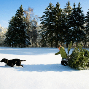 The Love Central - A Rural Christmas: What to Expect and How to Prepare The Love Central -
