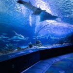 The Love Central - Ripleys Aquarium